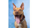 Adopt Guppy a Pit Bull Terrier, Mixed Breed