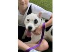Adopt Shannon a Mixed Breed