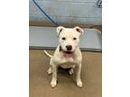 Adopt Kelsey - IN FOSTER a Mixed Breed