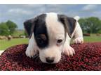 Parson Russell Terrier Puppy for sale in Fort Worth, TX, USA