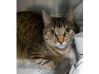 Adopt 24-05-1404 Audrey a Domestic Short Hair