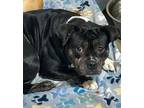 Adopt 24-05-1374b Kichi a Pit Bull Terrier