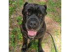 Adopt Bella a Cane Corso