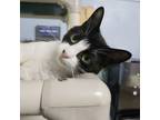 Adopt Hampton a Domestic Short Hair