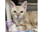 Adopt Layla a Domestic Short Hair