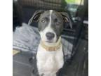 Adopt Corona a Labrador Retriever, Pit Bull Terrier