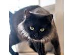 Adopt Laurel -- Bonded Buddy With Laney a Domestic Medium Hair