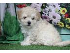 Maltipoo Puppy for sale in Kansas City, MO, USA