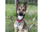 Adopt Mika a German Shepherd Dog