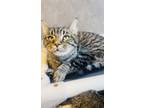 Adopt Rosa a Domestic Short Hair