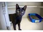 Adopt Eurydice a Domestic Short Hair