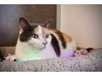 Adopt Maria a Domestic Short Hair