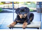 Rottweiler Puppy for sale in South Bend, IN, USA