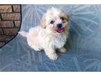 Zuchon Puppy for sale in Salina, KS, USA