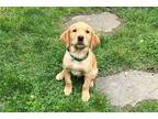 Labrador Retriever Puppy for sale in New Haven, CT, USA