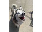 Adopt Lila a Husky