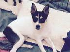 Adopt Abby a Rat Terrier, Mixed Breed