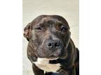 Adopt Brina a Pit Bull Terrier, Mixed Breed