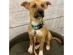 Adopt Ares a Black Mouth Cur