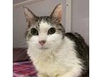 Adopt Lady Sarah Templeton a Domestic Short Hair