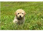 Mutt Puppy for sale in Lexington, KY, USA