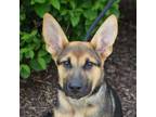 Adopt Janko a German Shepherd Dog, Mixed Breed