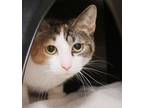 Adopt Scarlet (in foster) a Domestic Short Hair
