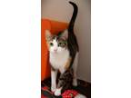 Adopt Scarlet (in foster) a Domestic Short Hair