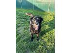 Adopt Esi a Labrador Retriever, Mixed Breed