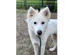 Adopt Aurora a American Eskimo Dog, Mixed Breed