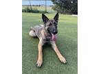 Adopt Gypsy a Dutch Shepherd, German Shepherd Dog