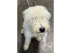 Adopt Snow a Standard Poodle, Mixed Breed