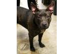 Adopt Gracie a Pit Bull Terrier, Mixed Breed