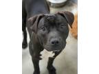 Adopt Blackey a Pit Bull Terrier, Mixed Breed