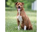 Adopt Mulan a Pit Bull Terrier