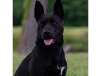 Adopt Cheyenne a Pit Bull Terrier, Shepherd