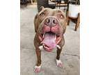 Adopt Skylar (Underdog) a Pit Bull Terrier, Mixed Breed