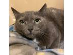 Adopt Maleah a Manx