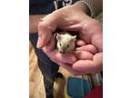 Adopt Holly a Mouse