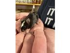 Adopt Susie a Mouse