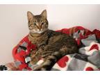 Adopt Bookworm a Domestic Short Hair