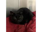 Adopt Chappell Roan a Domestic Short Hair
