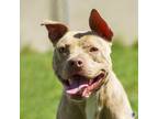 Adopt Pixie a Pit Bull Terrier, Mixed Breed