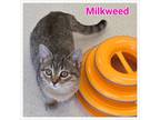 Adopt Milkweed a Domestic Short Hair