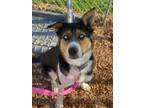 Adopt Meeka a Husky, Shepherd