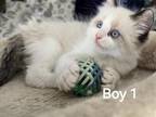 Ragdoll Boy 1