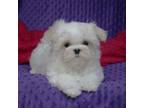 Maltese Puppy for sale in Vista, CA, USA