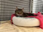 Adopt Pecanut Pie a Domestic Short Hair