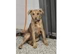 Adopt 55859720 a Terrier, Mixed Breed