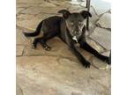 Adopt Bronze a Feist